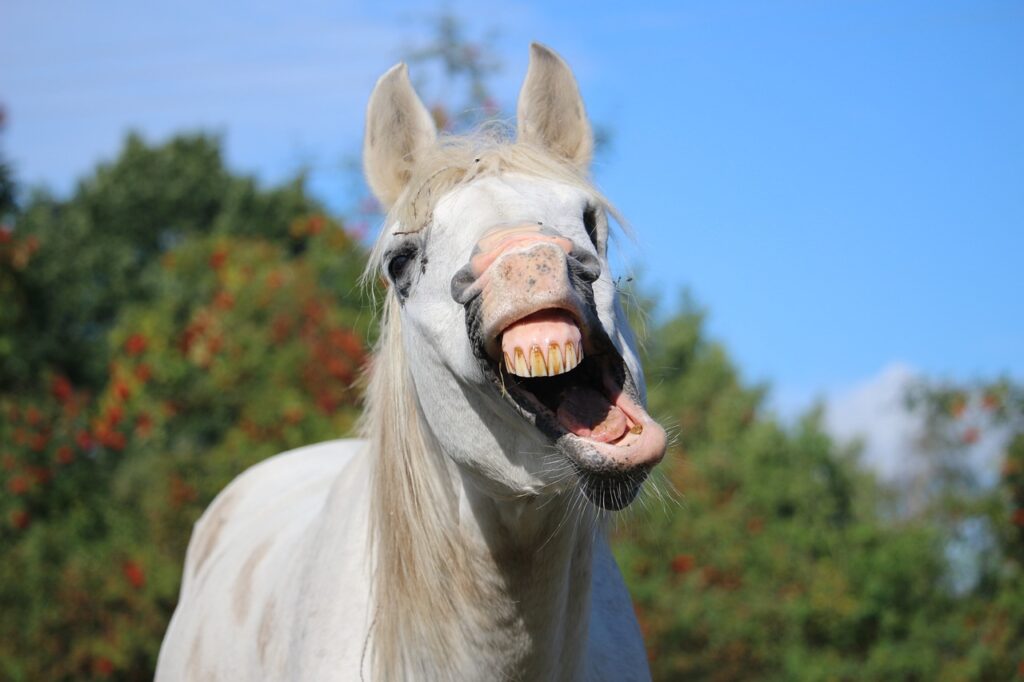 horse, stallion, yawning-940770.jpg